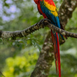 3157 Scarlet Macaw (Ara ambiguus). Costa Rica