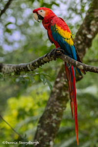 3157 Scarlet Macaw (Ara ambiguus). Costa Rica