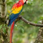 3159 Scarlet Macaw (Ara ambiguus). Costa Rica