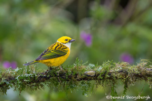 3161 Silver-throated Tanager (Tangara icterocephala), Bosque de Paz, Costa Rica