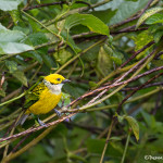 3162 Silver-throated Tanager (Tangara icterocephala), Bosque de Paz, Costa Rica