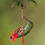 3163 Female Green-crowned Brilliant (Heliodoxa jacula). Bosque de Paz, Costa Rica