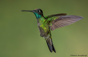 3166 Male Magnificent Hummingbird (Eugenes fulgens). Bosque de Paz, Costa Rica