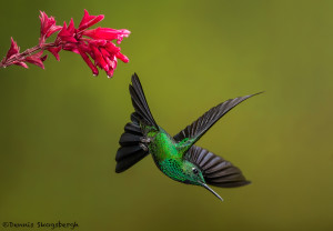 3168 Male Green-crowned Brilliant (Heliodoxa jacula). Bosque de Paz, Costa Rica