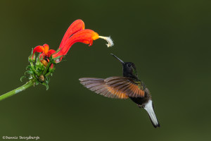 3170 Black-bellied Hummingbird (Eupherusa nigriventris). Catarata Del Toro, Costa Rica