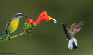 3171 Bananaquit (Coereba flaveola) and Black-bellied Hummingbird (Eupherusa nigriventris). Catarata Del Toro, Costa Rica