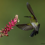 3176 Female Green-crowned Brilliant (Heliodoxa jacula). Catarata Del Toro, Costa Rica