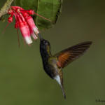 3178 Black-bellied Hummingbird (Eupherusa nigriventris). Catarata Del Toro, Costa Rica