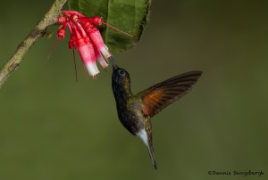 3178 Black-bellied Hummingbird (Eupherusa nigriventris). Catarata Del Toro, Costa Rica