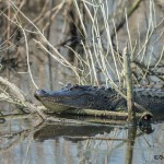 3719 Alligator, Anahuac NWR, Texas