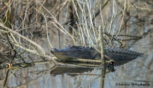 3719 Alligator, Anahuac NWR, Texas