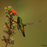 3179 Black-bellied Hummingbird (Eupherusa nigriventris). Catarata Del Toro, Costa Rica