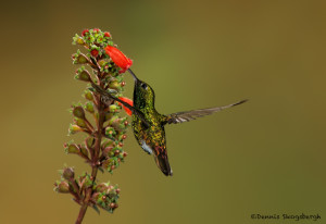 3179 Black-bellied Hummingbird (Eupherusa nigriventris). Catarata Del Toro, Costa Rica