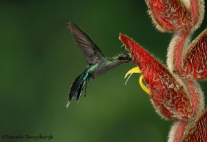3180 Green-Hermit (Phaethornis guy). Catarata Del Toro, Costa Rica