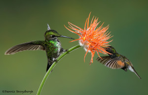 3181 Green-crowned Brilliant (Heliodoxa jacula) and Black-bellied Hummingbird (Eupherusa nigriventris). Catarata Del Toro, Costa Rica