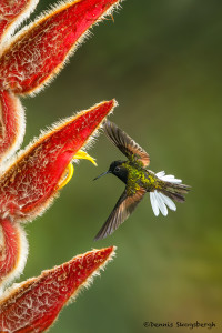 3182 Black-bellied Hummingbird (Eupherusa nigriventris). Catarata Del Toro, Costa Rica