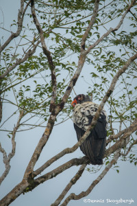 3183 King Vulture {Sarcoramphus papa) Laguna del Lagarto, Costa Rica