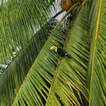3185 Keel-billed Toucan (Ramphastos sulfuratus), Laguna del Lagarto, Costa Rica