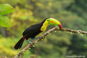 3186 Keel-billed Toucan (Ramphastos sulfuratus), Laguna del Lagarto, Costa Rica