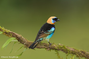 3193 Golden-hooded Tanager (Tangara larvata). Laguna del Lagarto, Costa Rica