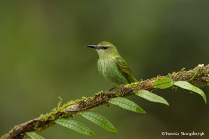 3194 Female Red-legged Honeycreeper (Cyanerpes cyaneus), Laguna del Lagarto, Costa Rica