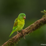 3196 Oranage-chinned Parakeet (Brotogeris jugularis), Laguna del Lagarto, Costa Rica