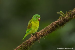 3196 Oranage-chinned Parakeet (Brotogeris jugularis), Laguna del Lagarto, Costa Rica