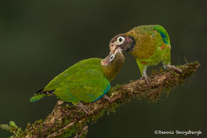 3197 Brown-hooded Parrots (Pionopsitta haematosis), Laguna del Lagarto, Costa Rica