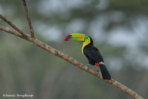 3198 Keel-billed Toucan (Ramphastos sulfuratus), Laguna del Lagarto, Costa Rica