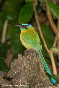 3201 Blue-crowned Motmot (Momotus momota), Hotel Bougainvillea Gardens, Costa Rica