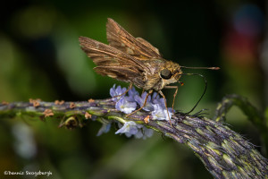 3202 Skipper, Bougainvillea Garden, Costa Rica