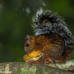 3208 Variegated squirrel (Sciurus variegatoides). Selva Verde Lodge, Costa Rica