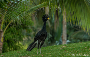 3210 Male Great Curassow (Crax rubra). Laguna del Lagarto, Costa Rica