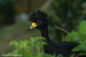 3211 Male Great Curassow (Crax rubra). Laguna del Lagarto, Costa Rica