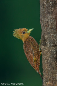 3212 Female Chestnut-colored Wookpecker (Celeus castaneus), Laguna del Lagarto, Costa Rica