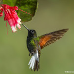 3214 Black-bellied Hummingbird (Eupherusa nigriventris). Catarata Del Toro, Costa Rica