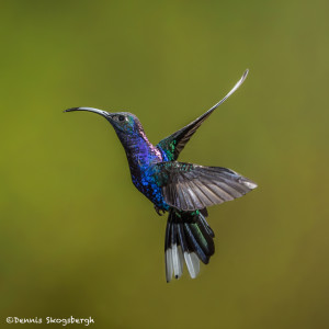 3215 Violet Sabrewing (Campyloptorus hemileucurus), Bosque de Paz, Costa Rica