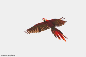 3216 Scarlet Macaw (Ara ambiguus). Costa Rica