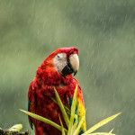 3218 Scarlet Macaw (Ara ambiguus). Costa Rica