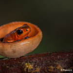 3220 Strawberry Poison Dart Frog (Dendrobates Pumilio). Selva Verde Lodge, Costa Rica