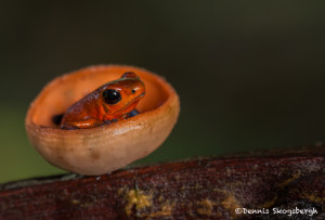3220 Strawberry Poison Dart Frog (Dendrobates Pumilio). Selva Verde Lodge, Costa Rica