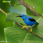 3221 Male Shining Honeycreeper (Cyanerpes lucidus). Laguna del Lagarto, Costa Rica