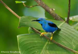 3221 Male Shining Honeycreeper (Cyanerpes lucidus). Laguna del Lagarto, Costa Rica