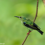 3222 Non-breeding Male Red-legged Honeycreeper (Cyanerpes cyaneus). Laguna del Lagarto, Costa Rica