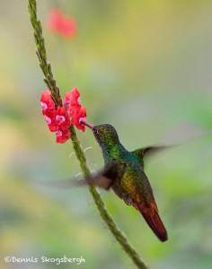 3223 Rufous-tailed Hummingbird (Amazilia tzacatl). Laguna del Lagarto, Costa Rica