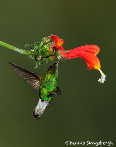 3225 Black-bellied Hummingbird (Eupherusa nigriventris). Catarata Del Toro, Costa Rica