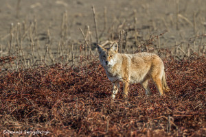3026 Coyote (Canis latrans). Hagerman National Willdife Refuge, TX