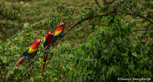 3227 Scarlet Macaw (Ara ambiguus). Costa Rica