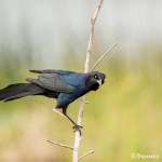 3260 Common Grackle (Quiscalus quiscula). Anahuac NWR, TX