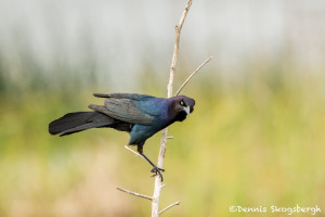 3260 Common Grackle (Quiscalus quiscula). Anahuac NWR, TX